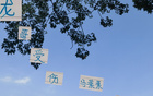 蔣內傷，大連賽，馬艾誰得機？